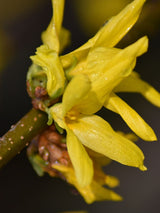 Artikelbild Forsythia intermedia 'Spectabilis' im Online-Shop der Bohlken Baumschulen