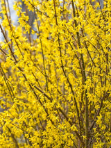 Artikelbild Forsythia intermedia 'Spectabilis' im Online-Shop der Bohlken Baumschulen