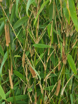 Bild von Gartenbambus 'Tempelhof' im Onlineshop von Bohlken Pflanzenversand GbR