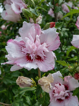 Bild von Garteneibisch 'Lady Stanley' im Onlineshop von Bohlken Pflanzenversand GbR