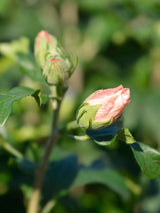 Bild von Garteneibisch 'Lady Stanley' im Onlineshop von Bohlken Pflanzenversand GbR