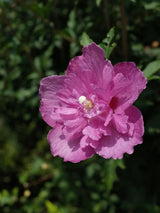 Bild von Garteneibisch 'Magenta Chiffon' ® im Onlineshop von Bohlken Pflanzenversand GbR