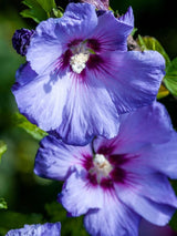 Bild von Garteneibisch 'Marina' im Onlineshop von Bohlken Pflanzenversand GbR