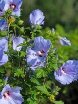 Bild von Garteneibisch 'Marina' im Onlineshop von Bohlken Pflanzenversand GbR