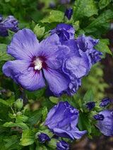 Bild von Garteneibisch 'Marina' im Onlineshop von Bohlken Pflanzenversand GbR