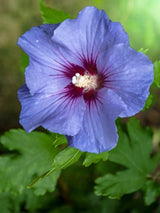 Bild von Garteneibisch 'Marina' im Onlineshop von Bohlken Pflanzenversand GbR