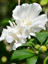 Bild von Garteneibisch 'White Chiffon' ® im Onlineshop von Bohlken Pflanzenversand GbR