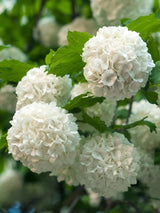 Bild von Gefüllter Schneeball 'Roseum' im Onlineshop von Bohlken Pflanzenversand GbR