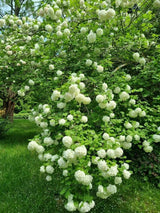 Bild von Gefüllter Schneeball 'Roseum' im Onlineshop von Bohlken Pflanzenversand GbR