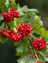 Bild von Gefüllter Schneeball 'Roseum' im Onlineshop von Bohlken Pflanzenversand GbR