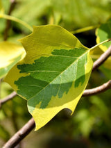 Bild von Gelbbunter Tulpenbaum 'Aureomarginatum' im Onlineshop von Bohlken Pflanzenversand GbR