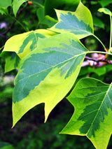 Bild von Gelbbunter Tulpenbaum 'Aureomarginatum' im Onlineshop von Bohlken Pflanzenversand GbR