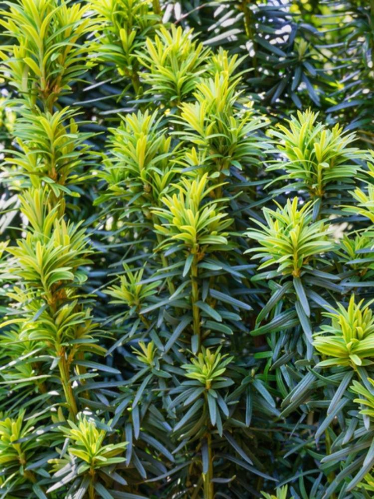 Jetzt Gelbe Suleneibe 'Fastigiata Aureomarginata' online kaufen bei  Bohlken Pflanzenversand  Bohlken Pflanzenversand GbR