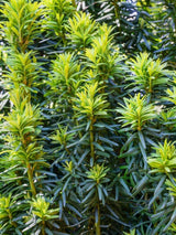 Bild von Gelbe Säuleneibe 'Fastigiata Aurea' , Taxus baccata 'Fastigiata Aureomarginata'
im Onlineshop von Bohlken Pflanzenversand GbR