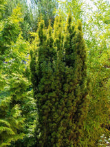 Bild von Gelbe Säuleneibe 'Fastigiata Aurea' im Onlineshop von Bohlken Pflanzenversand GbR