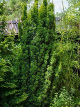 Bild von Gelbe Säuleneibe 'Fastigiata Aurea' im Onlineshop von Bohlken Pflanzenversand GbR