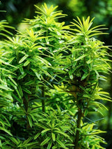 Bild von Gelbe Säuleneibe 'Fastigiata Aurea' im Onlineshop von Bohlken Pflanzenversand GbR