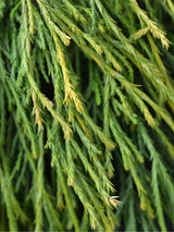 Bild von Gelbe Zwergfadenzypresse 'Sungold' im Onlineshop von Bohlken Pflanzenversand GbR