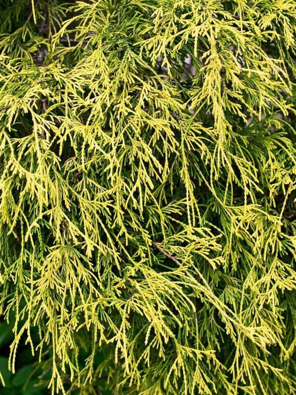 Bild von Gelbe Zwergfadenzypresse 'Sungold' im Onlineshop von Bohlken Pflanzenversand GbR