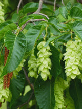 Bild von Gemeine Hopfenbuche im Onlineshop von Bohlken Pflanzenversand GbR