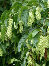 Bild von Gemeine Hopfenbuche im Onlineshop von Bohlken Pflanzenversand GbR