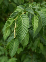 Bild von Gemeine Hopfenbuche im Onlineshop von Bohlken Pflanzenversand GbR