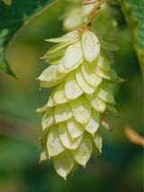 Bild von Gemeine Hopfenbuche im Onlineshop von Bohlken Pflanzenversand GbR