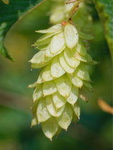 Bild von Gemeine Hopfenbuche im Onlineshop von Bohlken Pflanzenversand GbR