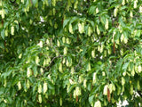 Bild von Gemeine Hopfenbuche im Onlineshop von Bohlken Pflanzenversand GbR