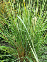 Bild von Gestreiftblättriges Reitgras 'Overdam' im Onlineshop von Bohlken Pflanzenversand GbR