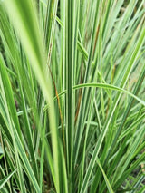 Bild von Gestreiftblättriges Reitgras 'Overdam' im Onlineshop von Bohlken Pflanzenversand GbR