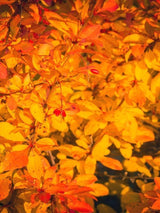 Bild von Gewöhnliche Berberitze im Onlineshop von Bohlken Pflanzenversand GbR