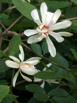 Bild von Gewürzstrauch 'Venus' im Onlineshop von Bohlken Pflanzenversand GbR