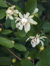 Bild von Gewürzstrauch 'Venus' im Onlineshop von Bohlken Pflanzenversand GbR