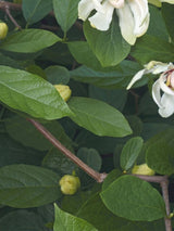 Bild von Gewürzstrauch 'Venus' im Onlineshop von Bohlken Pflanzenversand GbR