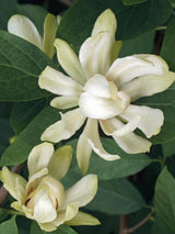 Bild von Gewürzstrauch 'Venus' im Onlineshop von Bohlken Pflanzenversand GbR