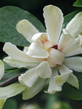 Bild von Gewürzstrauch 'Venus' im Onlineshop von Bohlken Pflanzenversand GbR