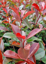 Bild von Glanzmispel 'Camilvy' im Onlineshop von Bohlken Pflanzenversand GbR