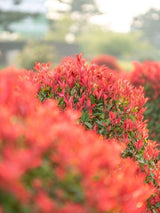 Bild von Glanzmispel 'Camilvy' im Onlineshop von Bohlken Pflanzenversand GbR