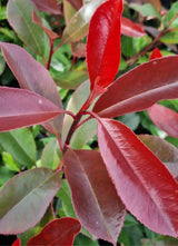 Bild von Glanzmispel 'Camilvy' im Onlineshop von Bohlken Pflanzenversand GbR