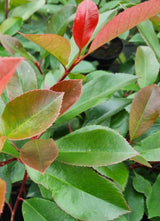 Bild von Glanzmispel 'Camilvy' im Onlineshop von Bohlken Pflanzenversand GbR