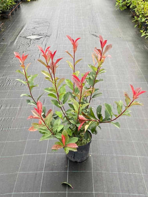 Bild von Glanzmispel 'Carré Rouge' im Onlineshop von Bohlken Pflanzenversand GbR