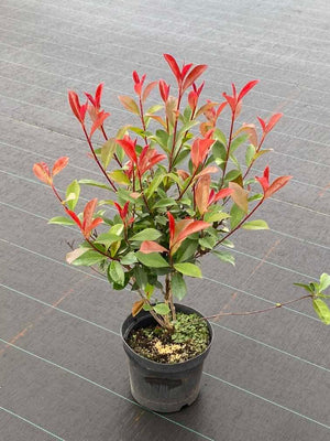 Bild von Glanzmispel 'Carré Rouge' im Onlineshop von Bohlken Pflanzenversand GbR