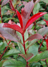 Bild von Glanzmispel 'Carré Rouge' im Onlineshop von Bohlken Pflanzenversand GbR