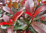 Bild von Glanzmispel 'Carré Rouge' im Onlineshop von Bohlken Pflanzenversand GbR