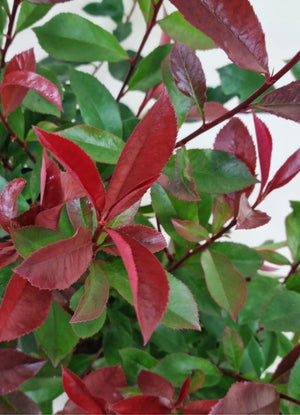 Bild von Glanzmispel 'Carré Rouge' im Onlineshop von Bohlken Pflanzenversand GbR