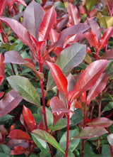 Bild von Glanzmispel 'Devils Dream'® im Onlineshop von Bohlken Pflanzenversand GbR