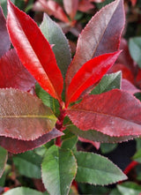 Bild von Glanzmispel 'Devils Dream'® im Onlineshop von Bohlken Pflanzenversand GbR