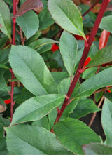 Bild von Glanzmispel 'Devils Dream'® im Onlineshop von Bohlken Pflanzenversand GbR