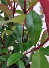 Bild von Glanzmispel 'Dicker Toni' im Onlineshop von Bohlken Pflanzenversand GbR